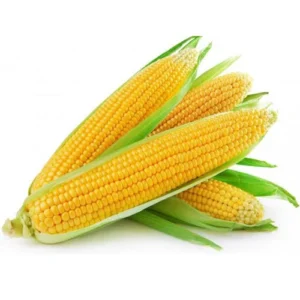 YELLOW CORN